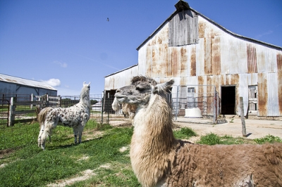 Llots of Llamas